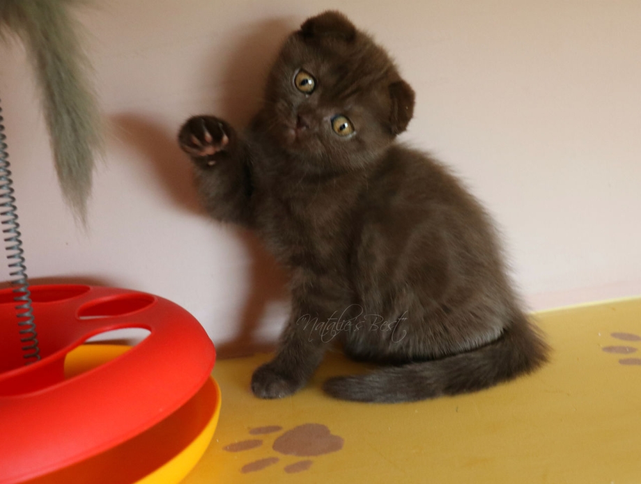 Котята шотландцы фото отличного качества