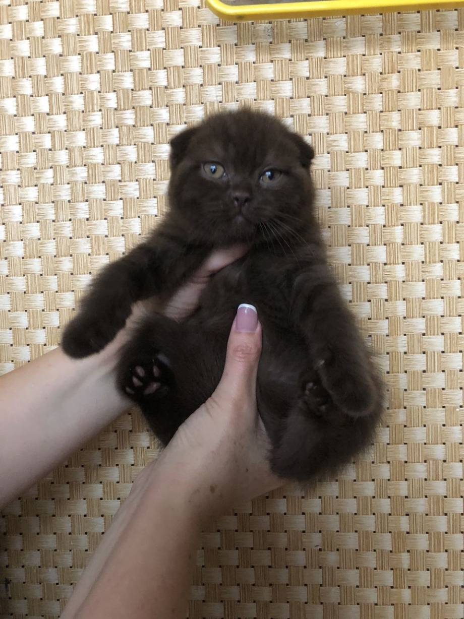 Скоттиш фолд шоколадный золотой