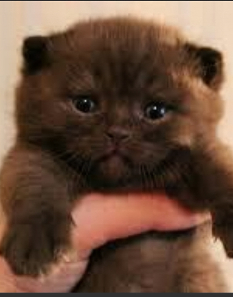 Кот шотландский вислоухий циннамон