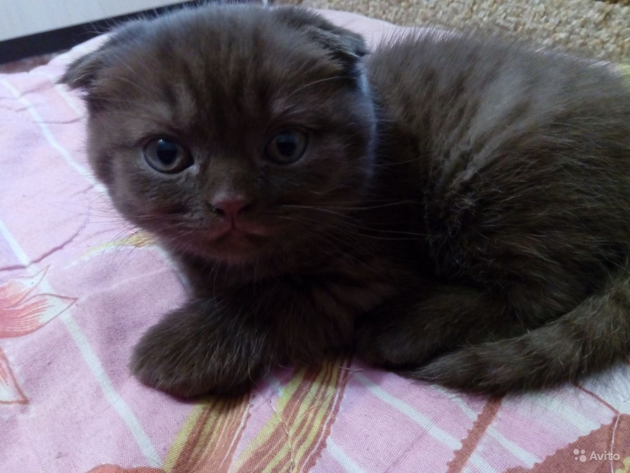 Британец вислоухий котенок полосатый