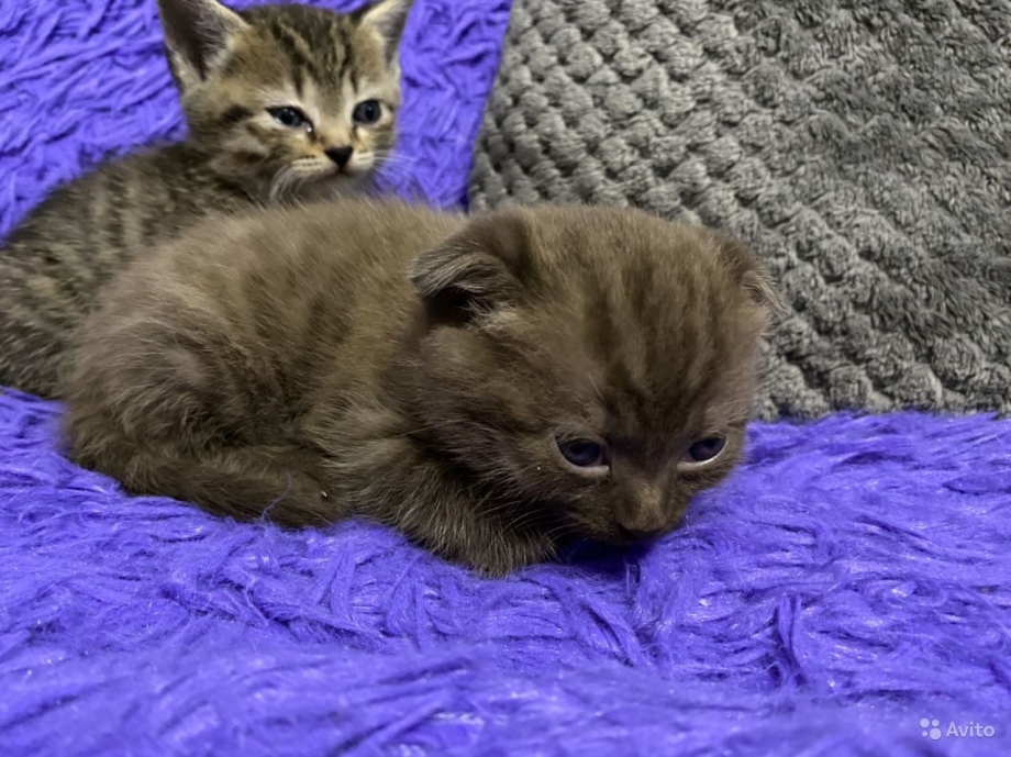 Шотландские котята фолд шоколадный дым
