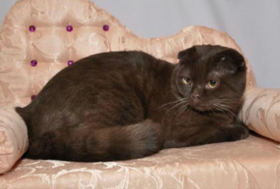 Шотландская вислоухая кошка черная