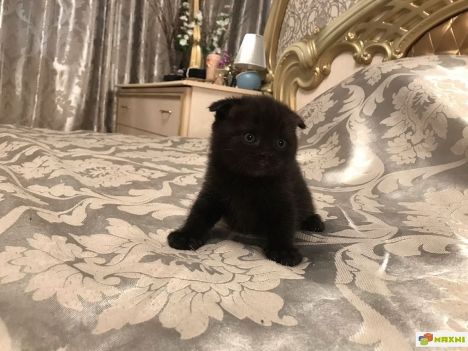 Шотландские вислоухие котята шоколадный мрамор