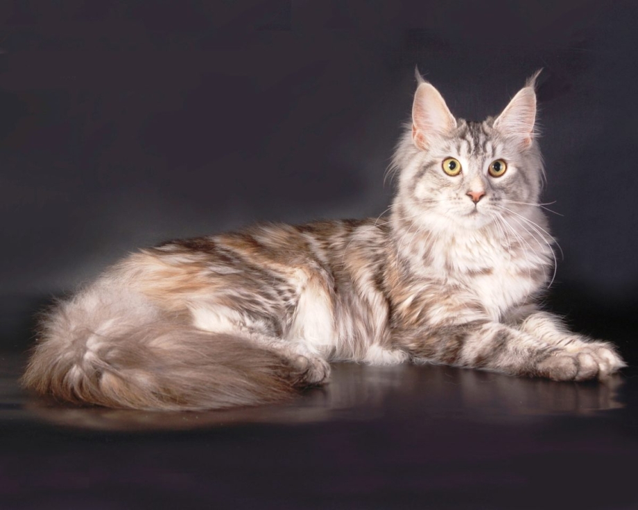 Кот Мейн кун