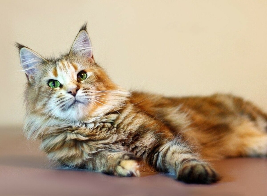 Кошка Мейн кун