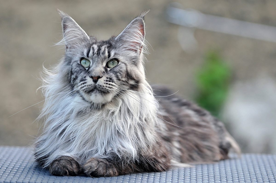 Котята породы Мейн кун
