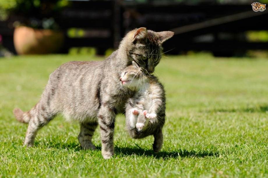 Кошка несёт котёнка за шкирку