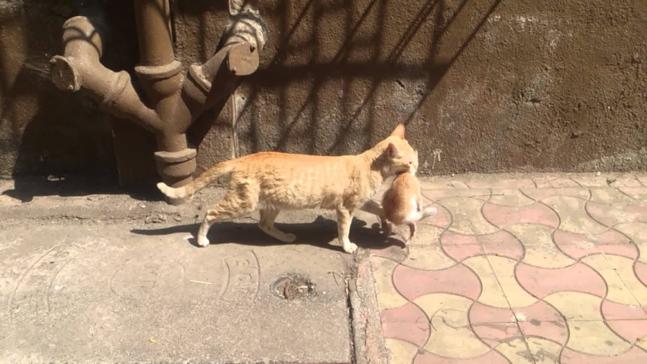 Как кошки переносят котят