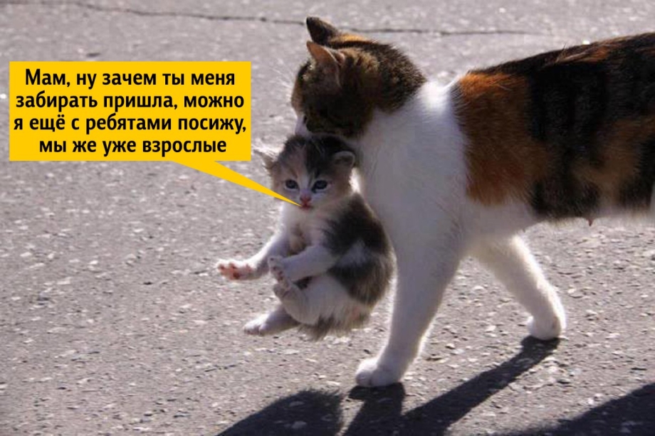 Кошка несёт котёнка за шкирку
