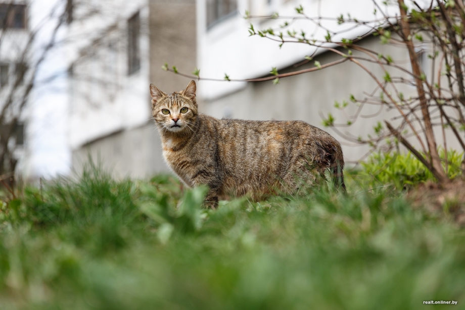 Котик ухаживает за кошечкой