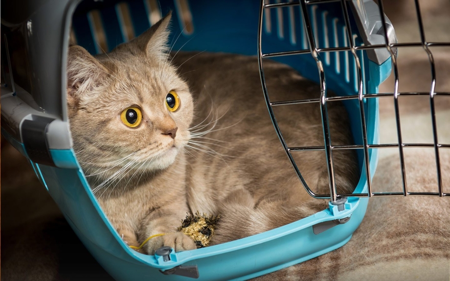 Котят в старости