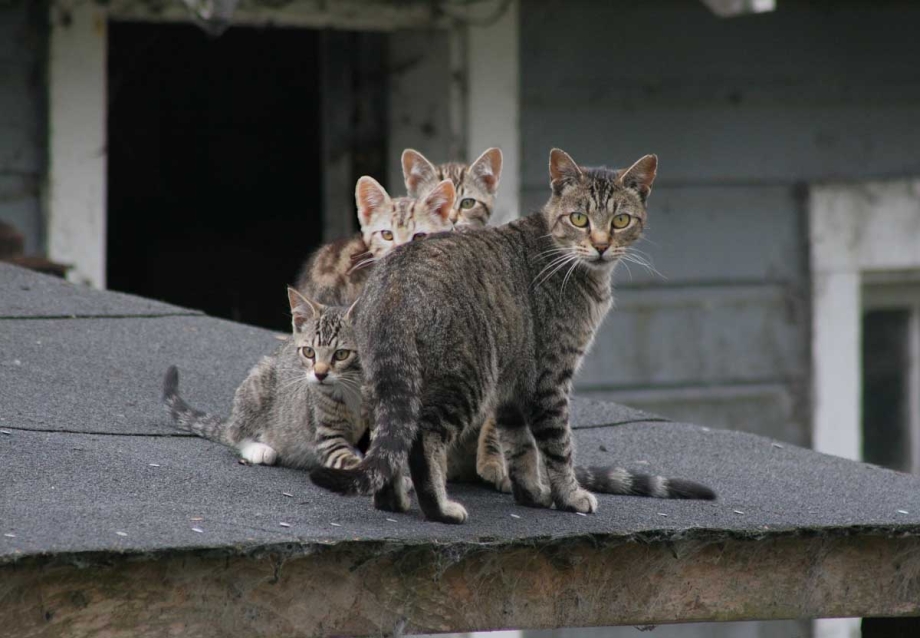 Кот с мандаринами