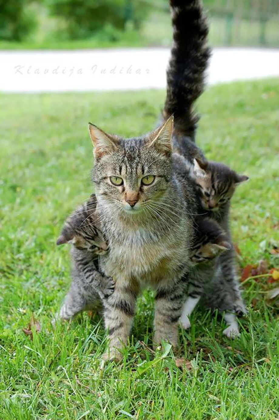 Кошачья радость