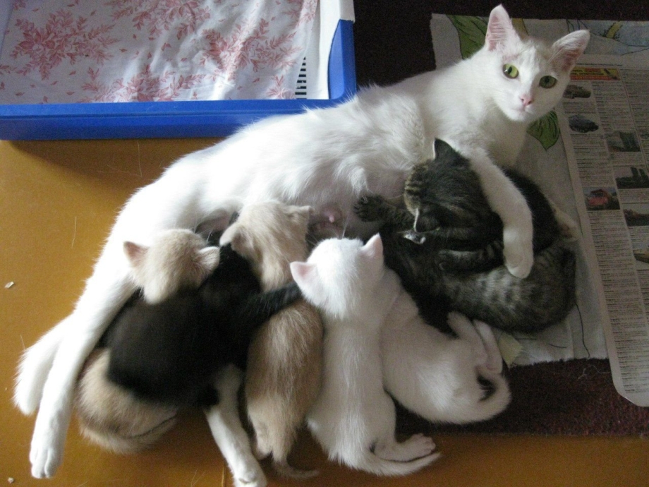 Переноски для котов