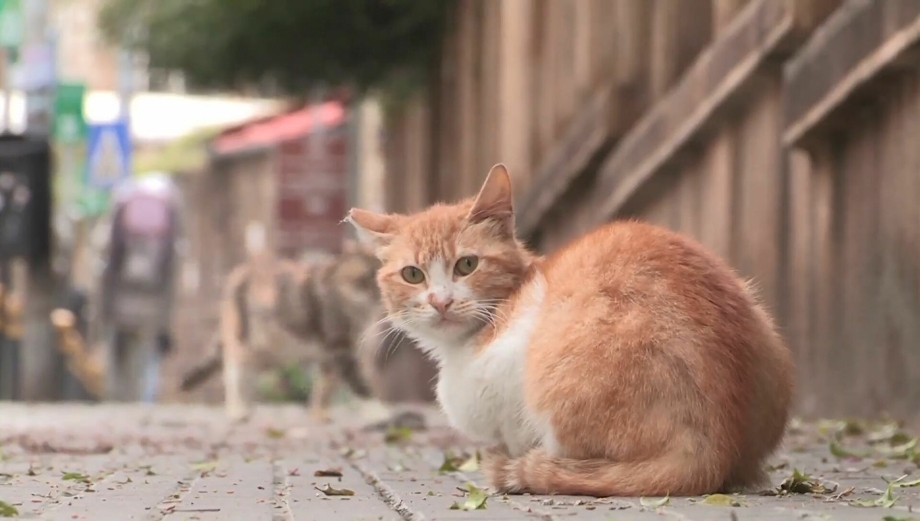 Кошка психует хвостом