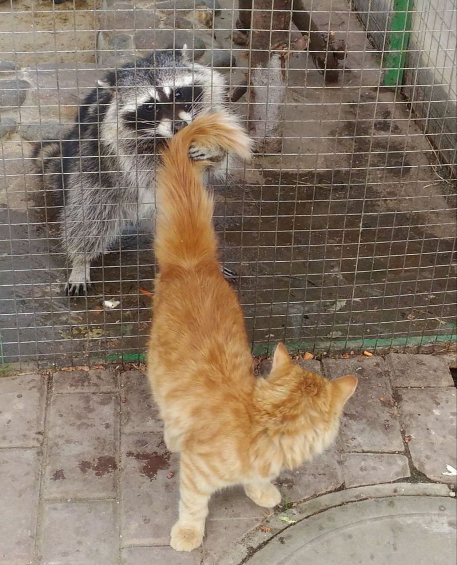 Замерзший котенок
