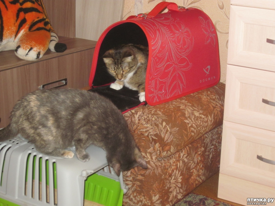 Как коты переносят дорогу