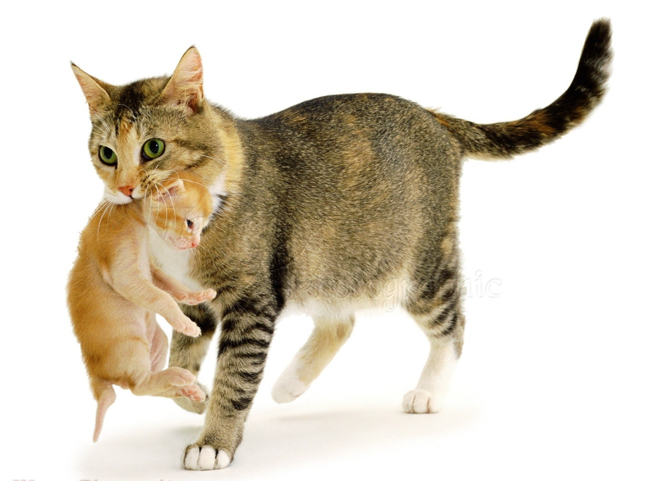 Кошка несёт котёнка за шкирку