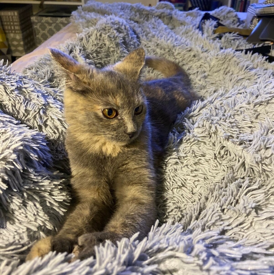 Уличная кошка с котятами