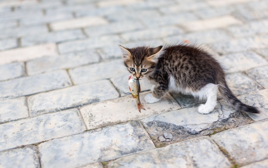 Кошка и котик подросток
