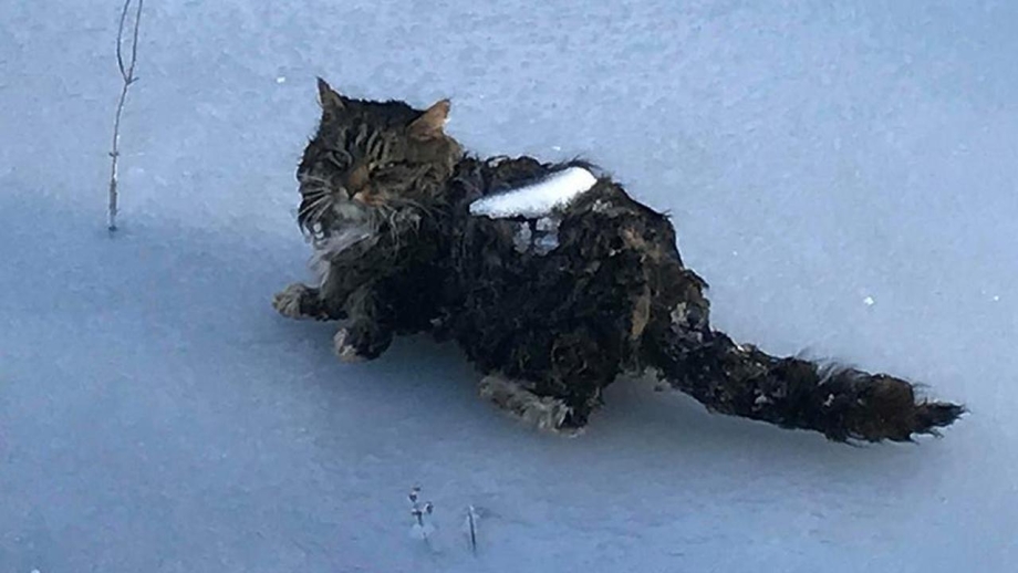 Мама кошка несет котенка в зубах