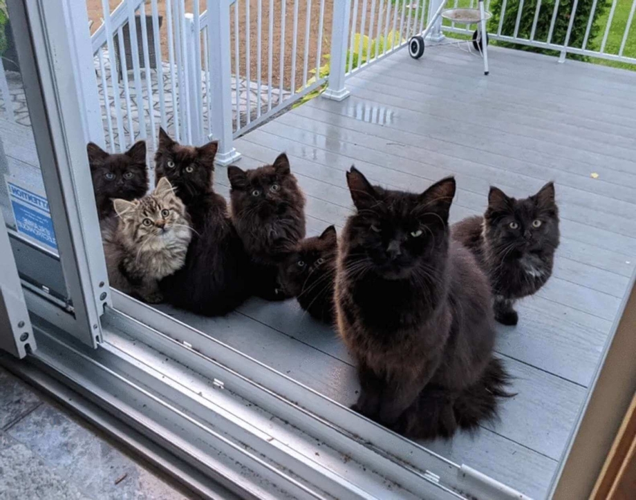 Дашкина кошка