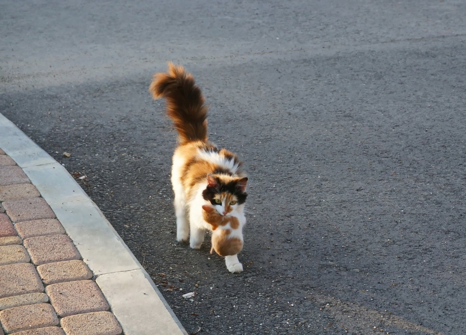 Кошка тащит котенка