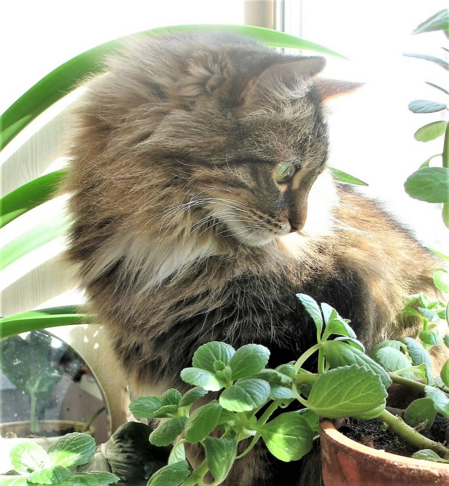 Кошка в переноске