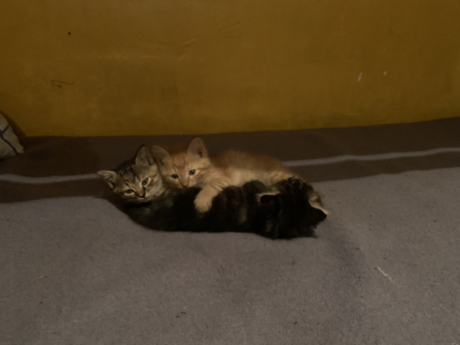 Кошка уносит котенка