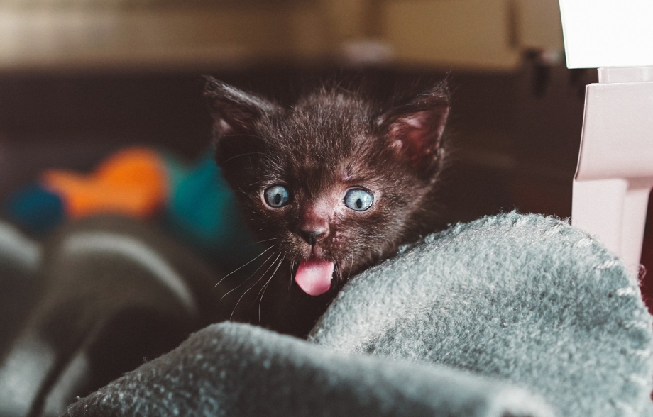 Кот с высунутым языком