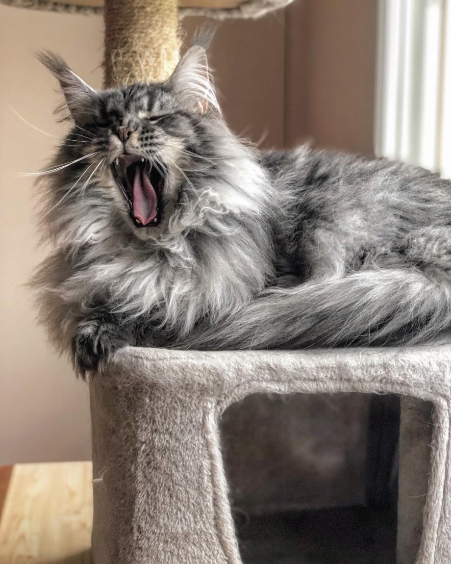 Coon Kitten слив