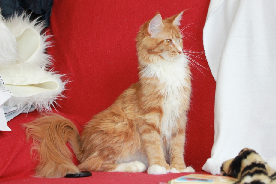 Male Maine Coon