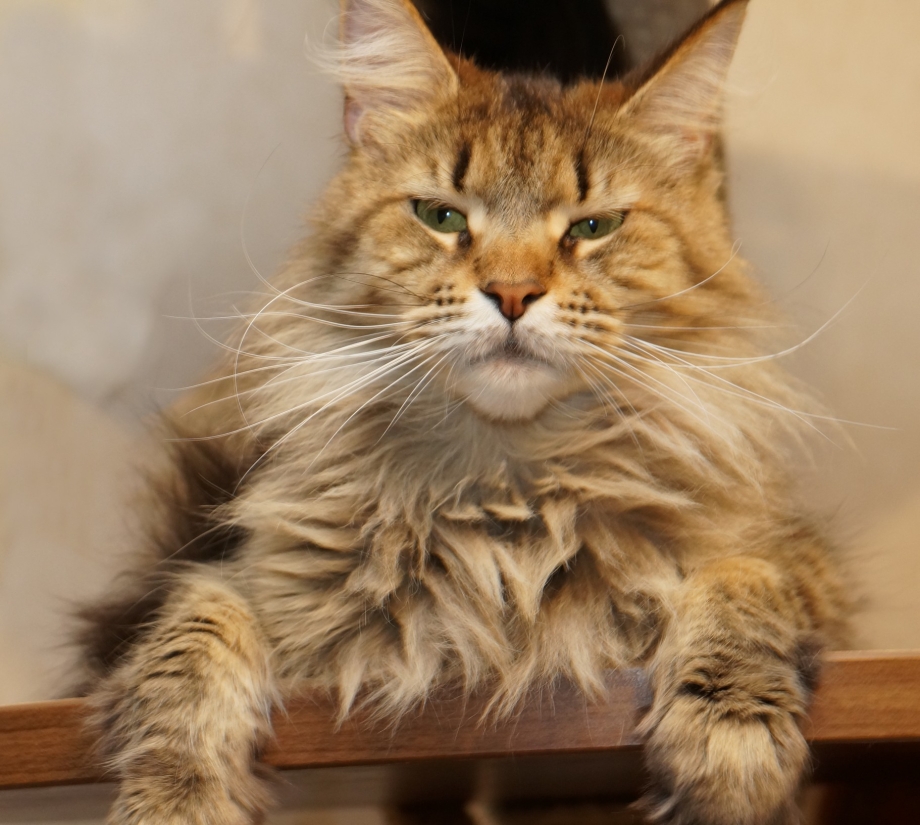 Котёнок Мейн кун 1 год