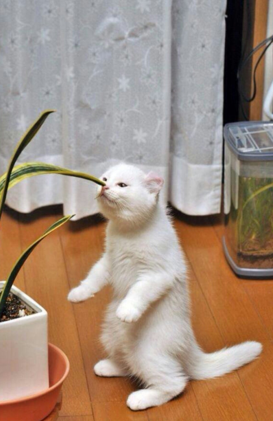 Любопытный котенок