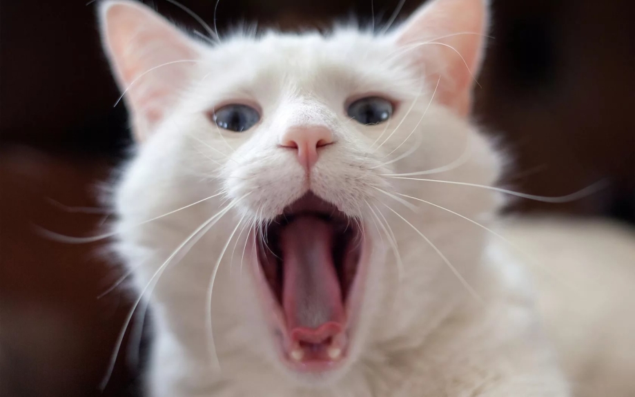 Коты с открытым ртом