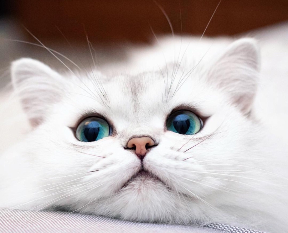 Забавный белый котик