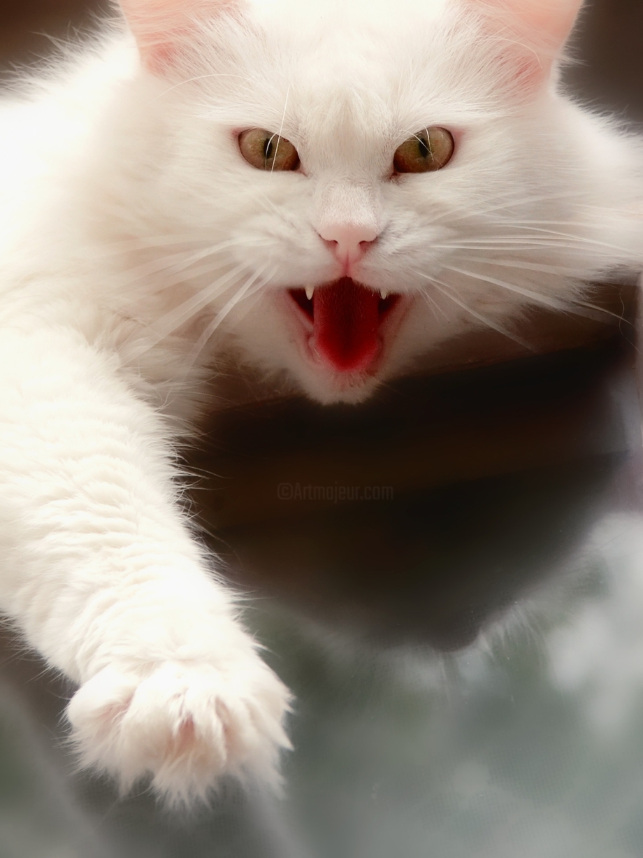 Злая белая кошка