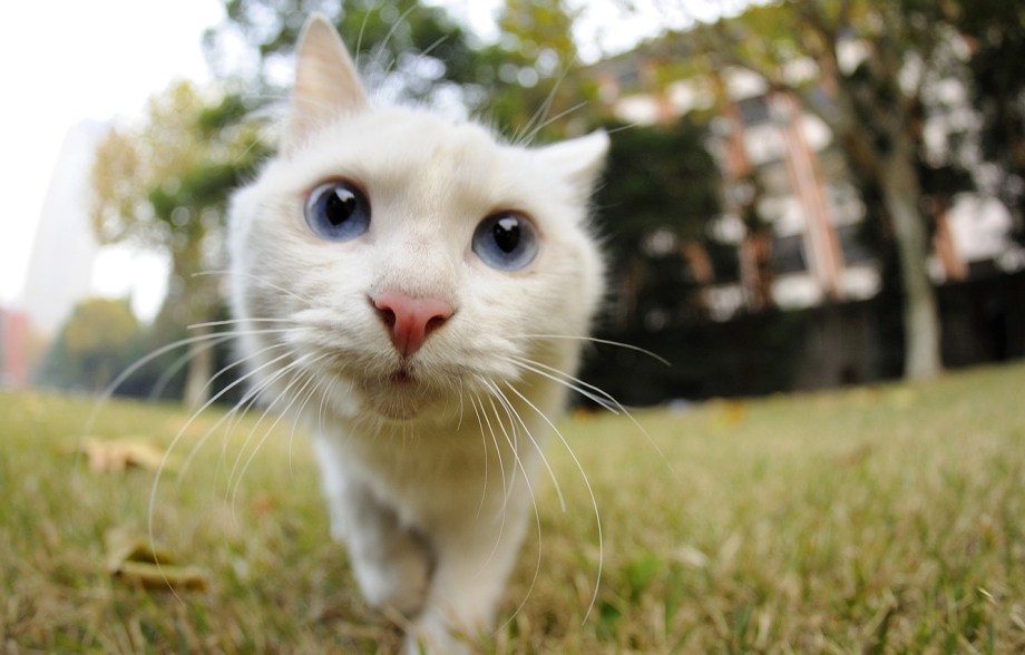 Смешные котики