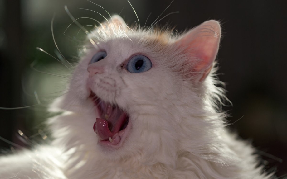 Кричащий кот