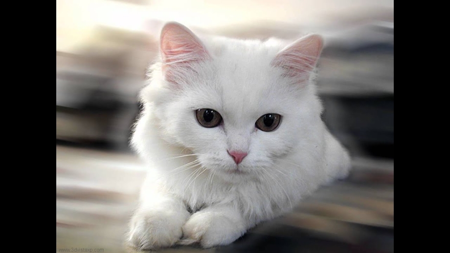 Белая кошка с черными глазами