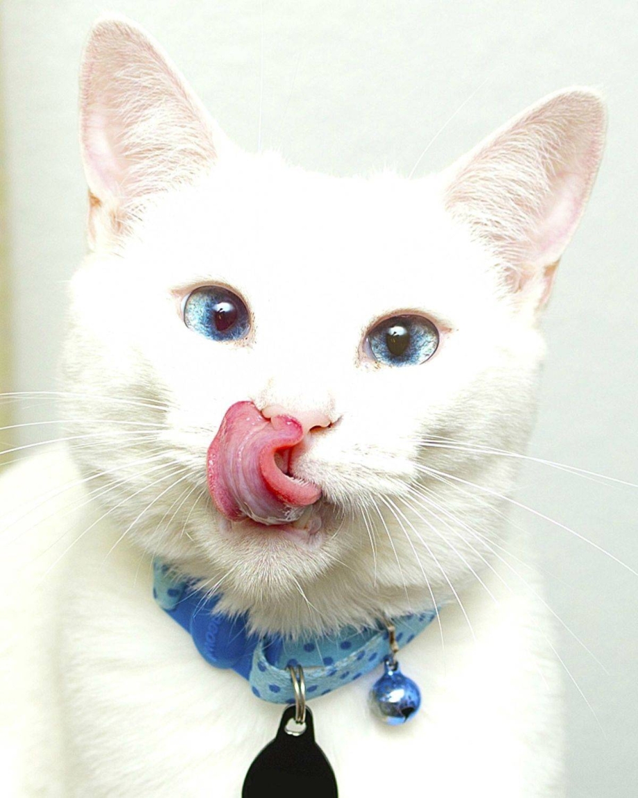 Смешная белая кошка
