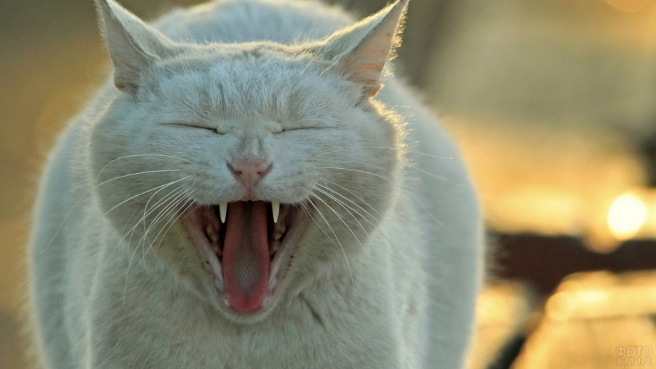 Котик зевает