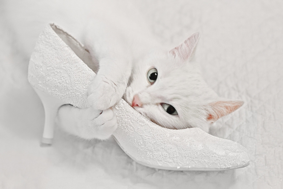 Котенок в туфельке
