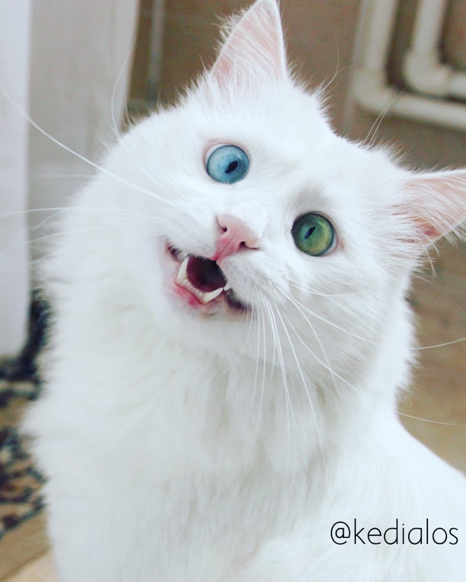 Удивленный белый котнг