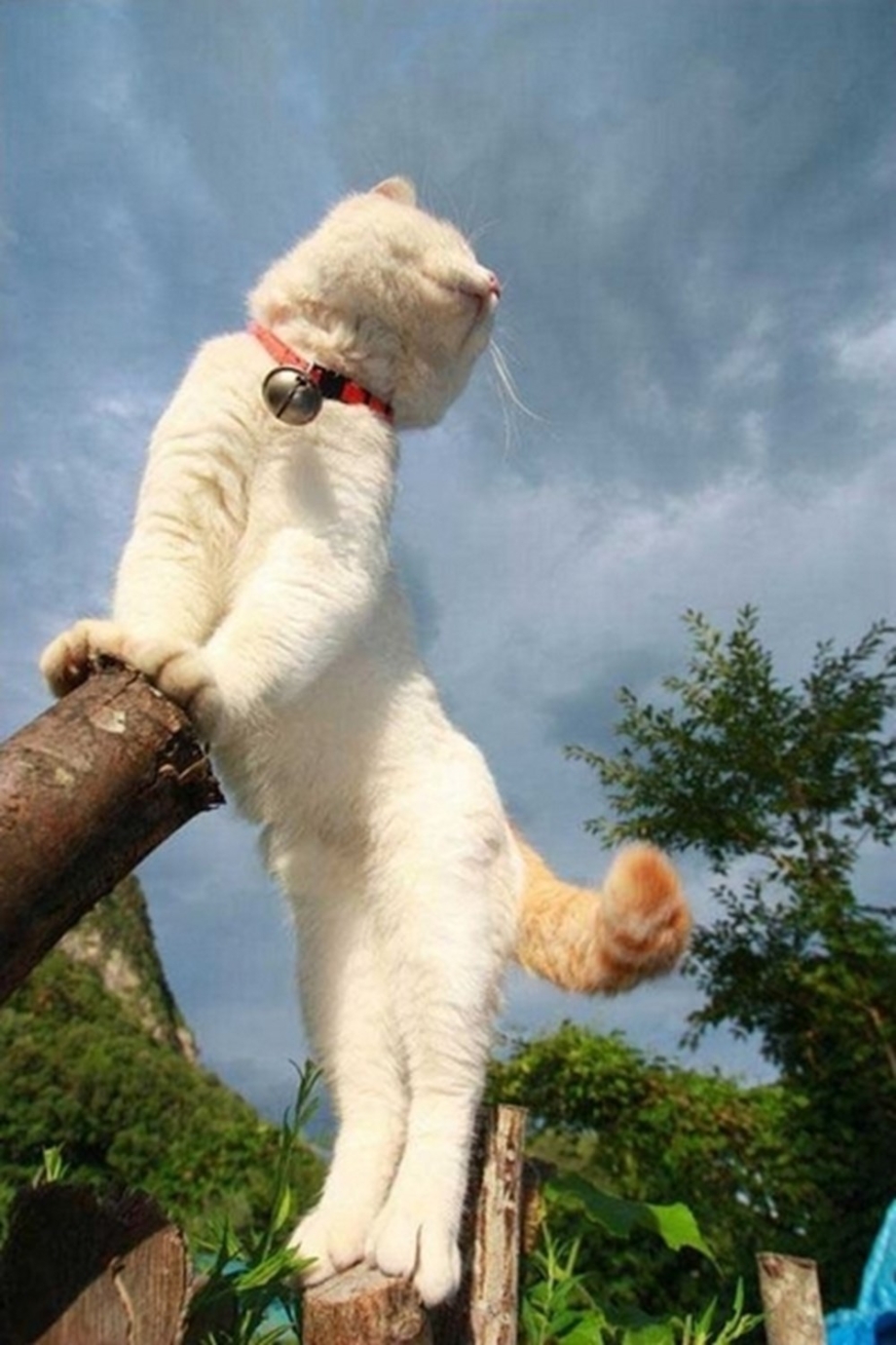 Кошка отдыхает