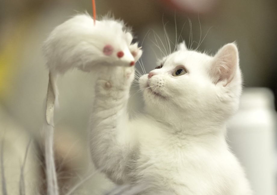 Смешной белый котенок