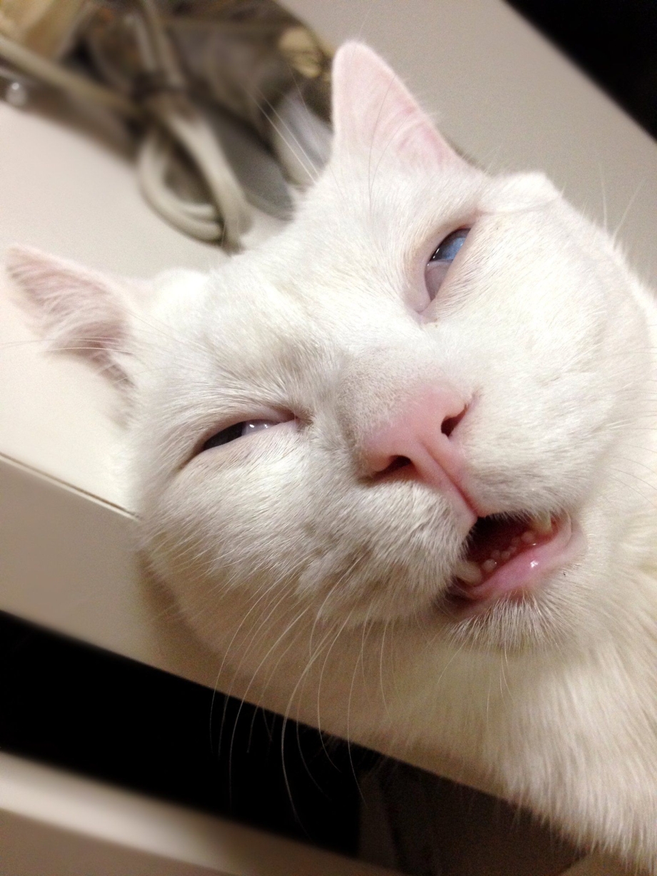 Коты мемы