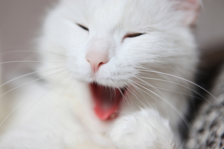 Зевающий белый котенок