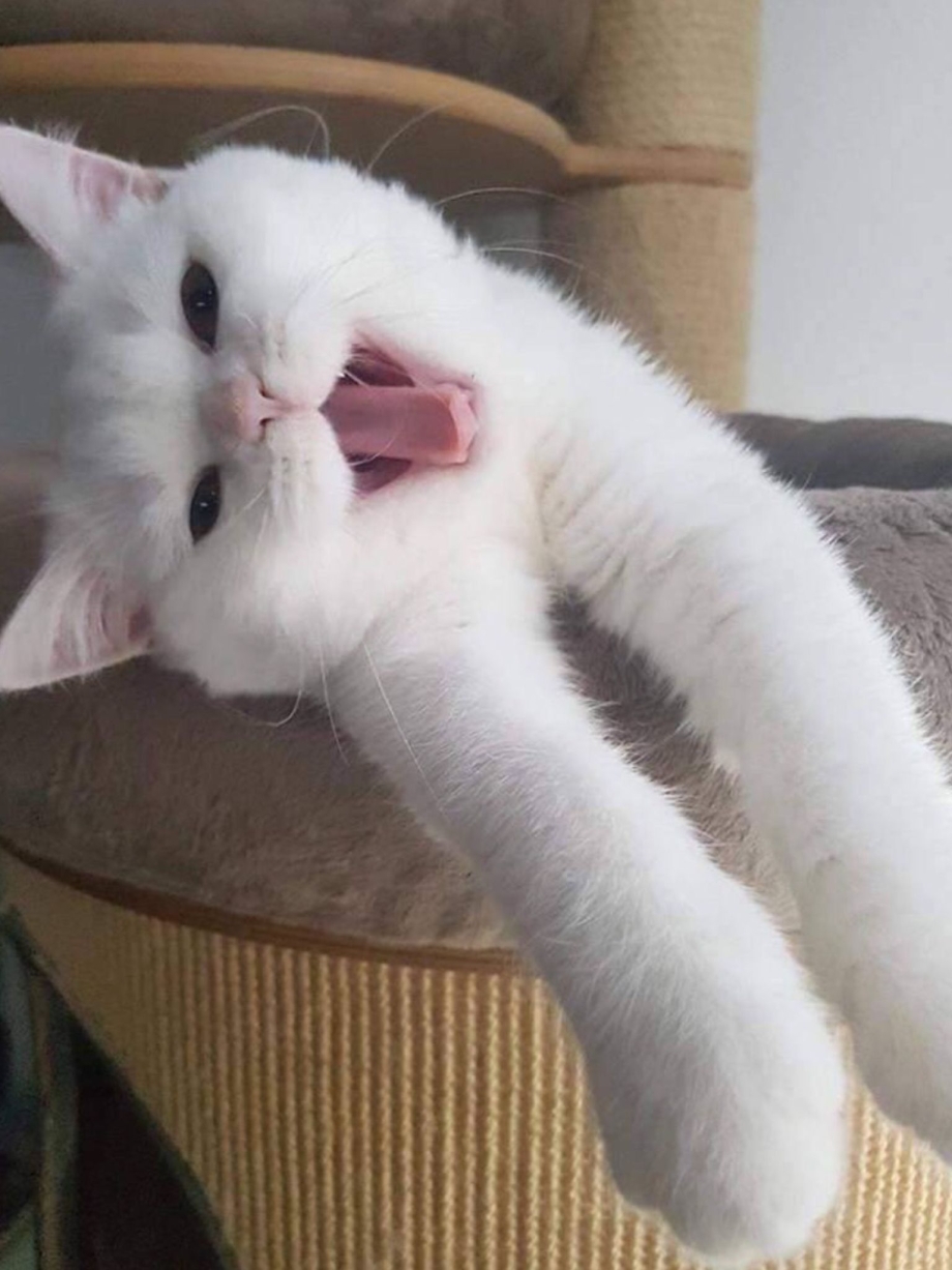Смешной белый кот