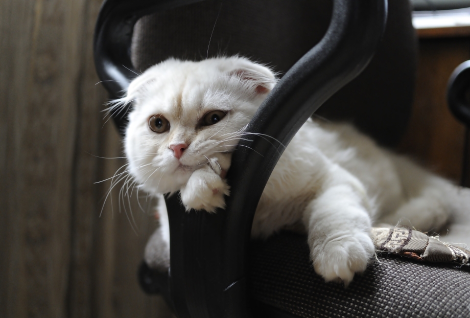 Вислоухий кот